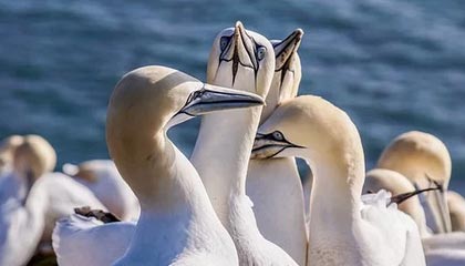 九游娱乐app-掘金小前锋赛后笑谈关键补防时刻，掘金队中锋