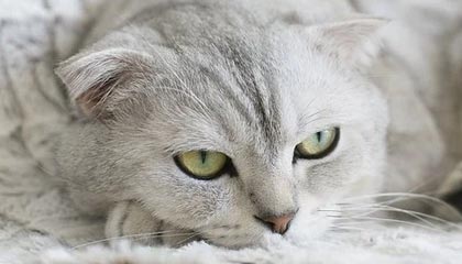 九游娱乐app下载-中小学篮球知识问答活动激发学生兴趣提高参与率，中小学生篮球培训方案