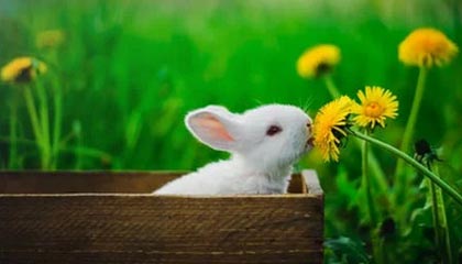 九游体育官网入口-快攻反击节奏快，防守布局冷静，快攻防守人犯规